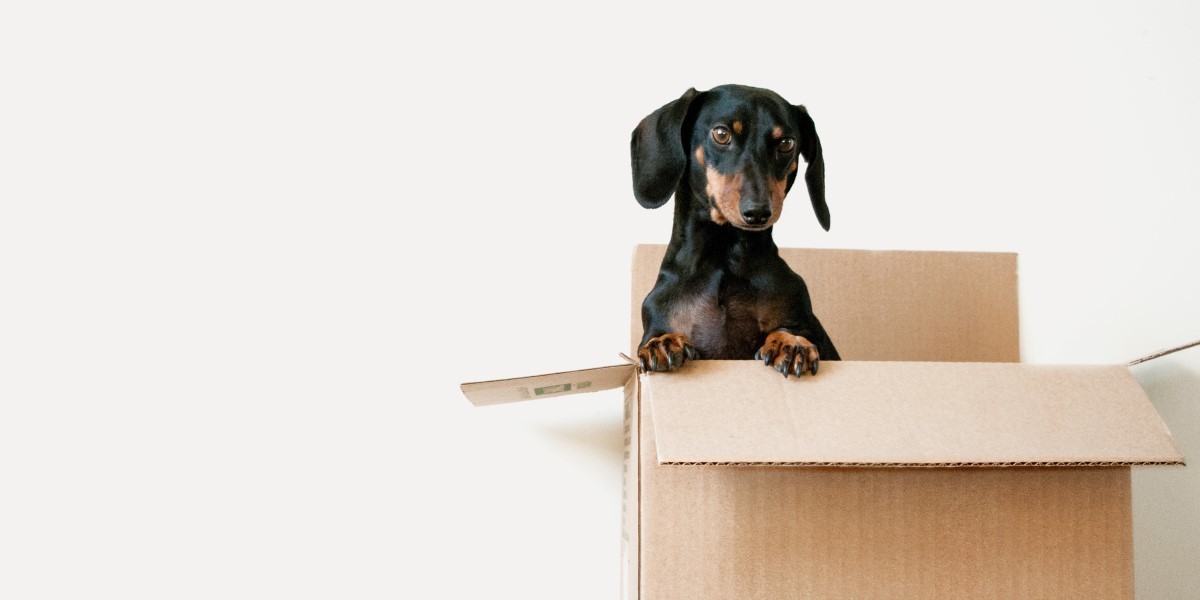Landlords | Should you allow pets in your rental properties?